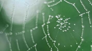The spider web with dew drops video