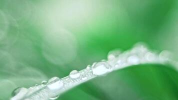 The spider web with dew drops video