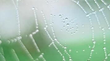 The spider web with dew drops video