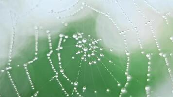 The spider web with dew drops video