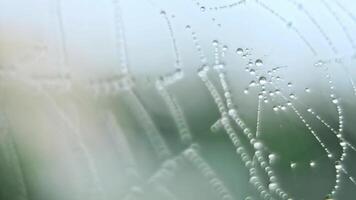 The spider web with dew drops video
