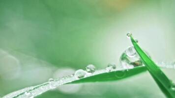Fresh green grass with water drops video