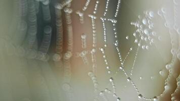 The spider web with dew drops video