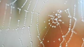 The spider web with dew drops video
