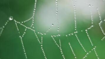 The spider web with dew drops video