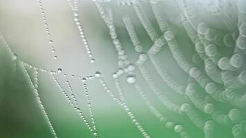 The spider web with dew drops video