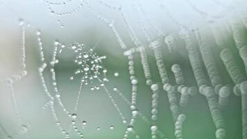 The spider web with dew drops video