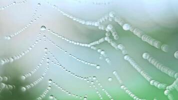 The spider web with dew drops video