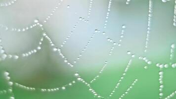 The spider web with dew drops video