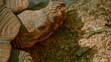 Relaxing turtle in zoo video