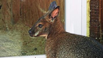 Kangaroo in sanctuary enclosure video
