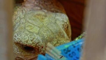Big turtle in zoo video