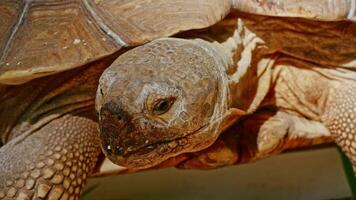Relaxing turtle in zoo video