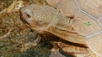 Big turtle in zoo video