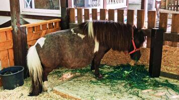Pony in zoo stables video