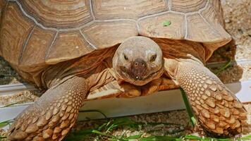 Big turtle in zoo video