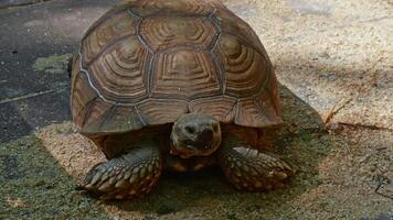 Relaxing turtle in zoo video