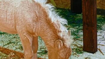 Pony in zoo stables video