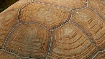 Relaxing turtle in zoo video