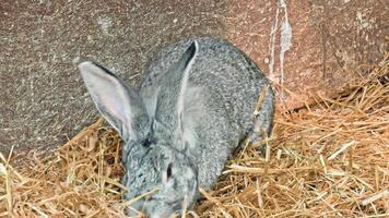 Rabbit eat grass in zoo video