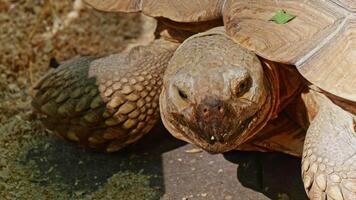 Relaxing turtle in zoo video