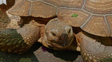 Relaxing turtle in zoo video