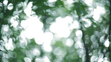Green Bokeh From Tree video
