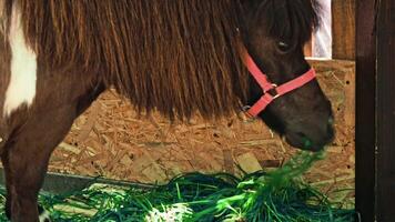 Pony in zoo stables video