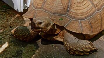 Big turtle in zoo video