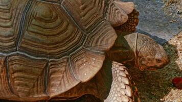 Big turtle in zoo video
