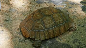 Big turtle in zoo video