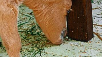 Pony in zoo stables video