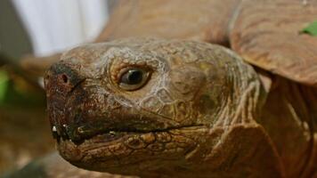 Big turtle in zoo video
