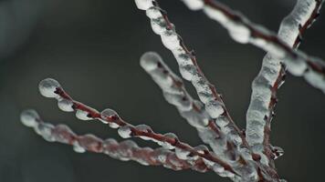 Ice and snow on on a branch video