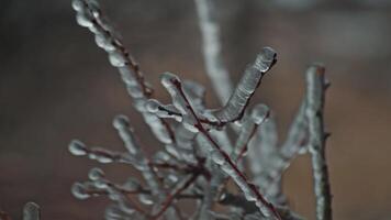 Frost on branches, beautiful dry twig of tree video