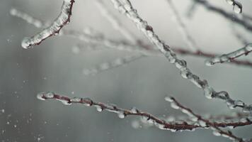Frost on branches, beautiful dry twig of tree video