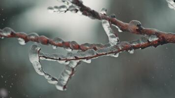 Trees branches covered by ice video