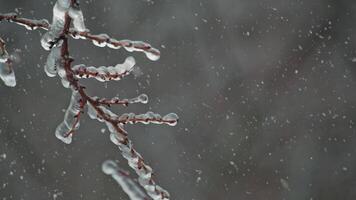 Tree branch covered with ice, silver thaw video