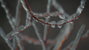 Ice and snow on on a branch video