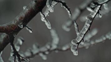 Trees branches covered by ice video