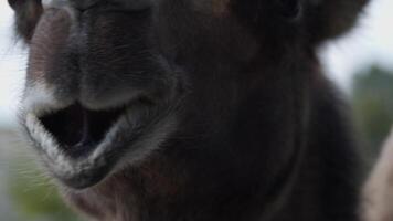 Head of the camel with open mouse and eyes video