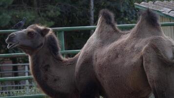 Head of the camel with open mouse and eyes video
