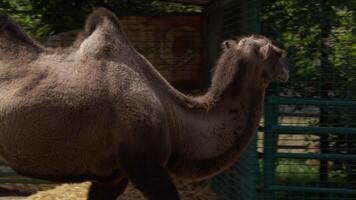 Head of the camel with open mouse and eyes video