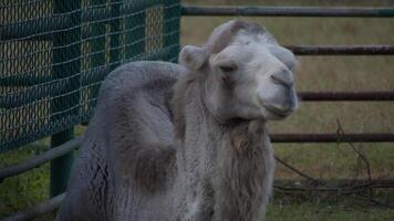 Head of the camel with open mouse and eyes video