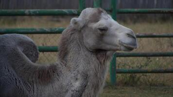 Head of the camel with open mouse and eyes video