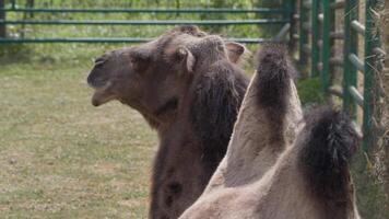 huvud av de kamel med öppen mus och ögon video