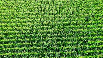 Countryside Landscape With Growing Corn Field Morning Sunrise video