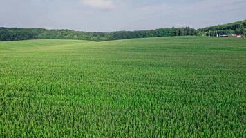 Drone flies over green agriculture corn field video