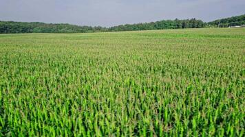 Corn field, flight over the cream of corn stalks, excellent growth video