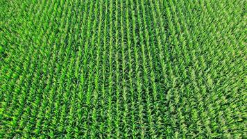 Beautiful summer landscape of a corn field video
